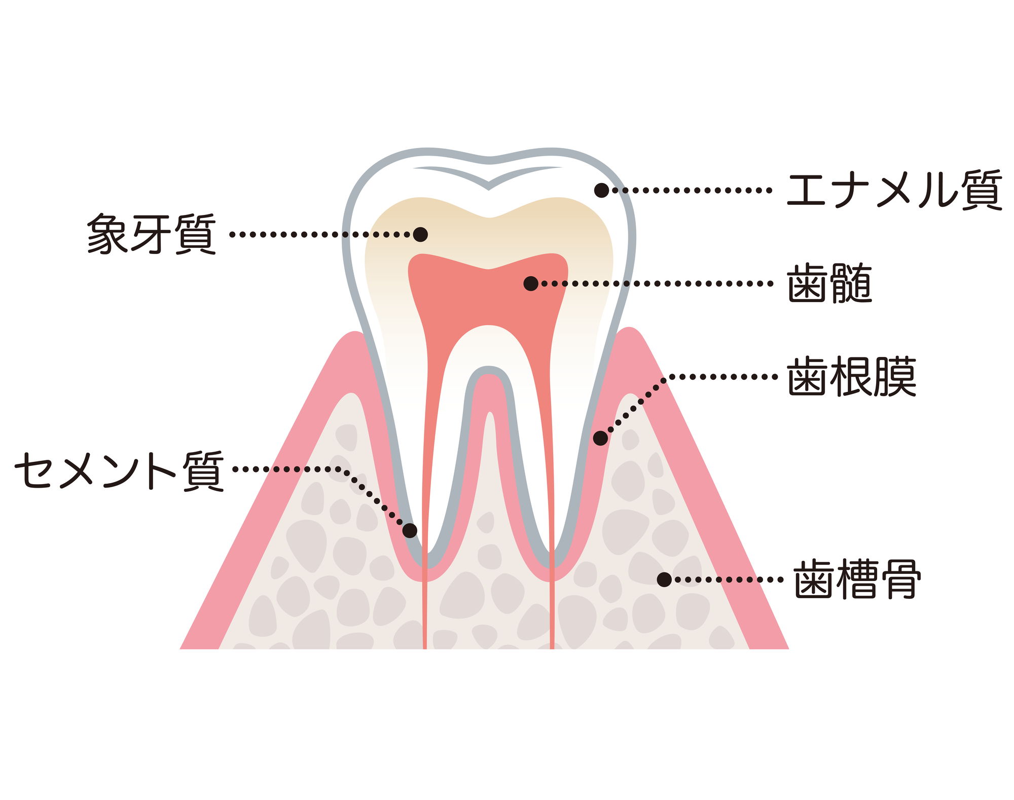 歯茎や歯を 押すと痛い その５大原因と治療法を歯科医師が監修