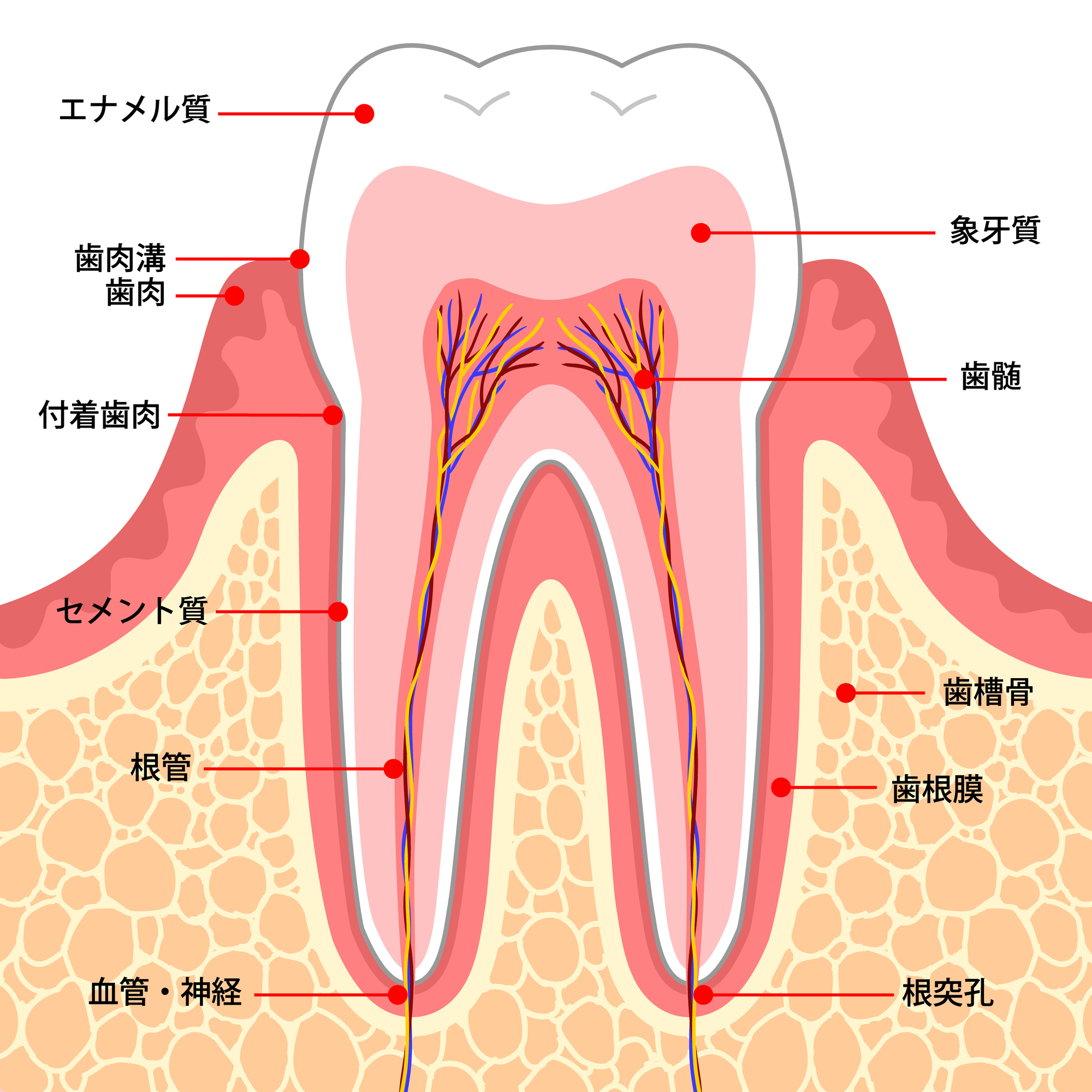 歯の構造のイラスト